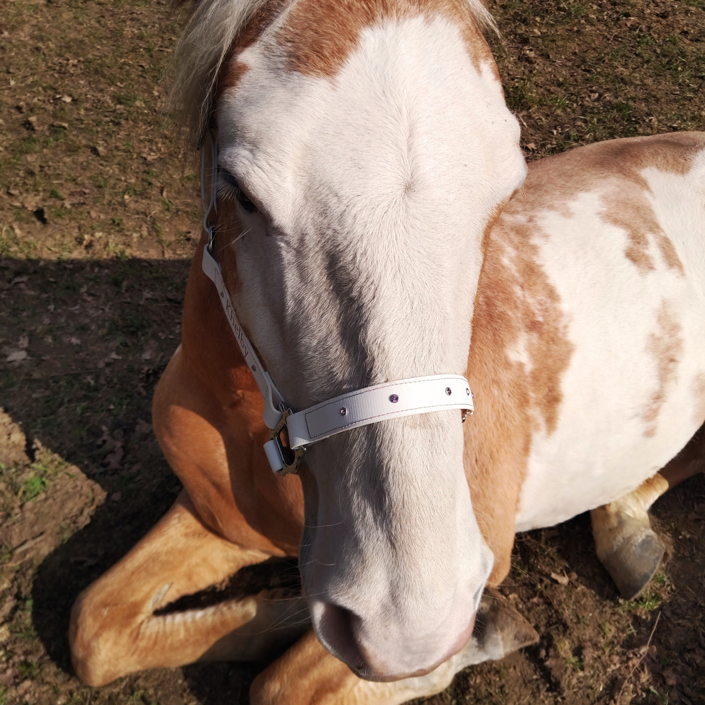 Licol Biothane® strass personnalisable
